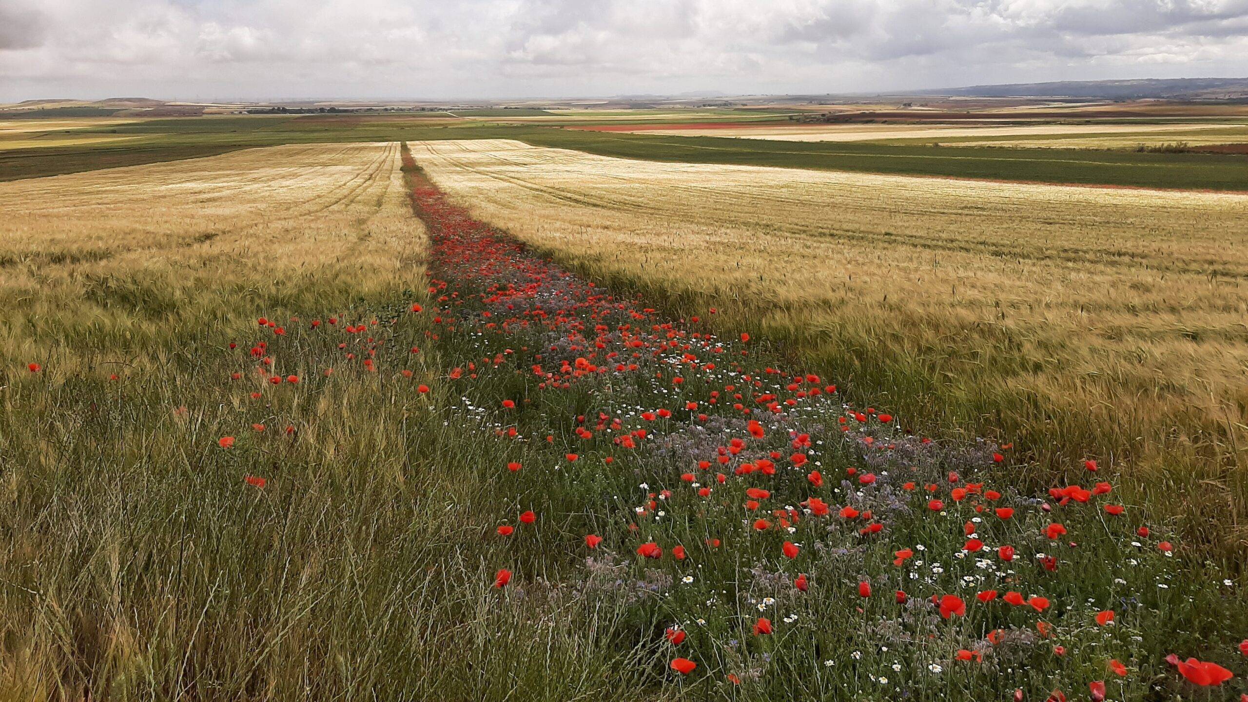 Syngenta|Margen 2021 en cereal en Santorcaz Madrid